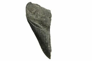 Partial Fossil Megalodon Tooth - South Carolina #370027
