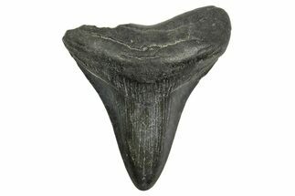 Fossil Megalodon Tooth - South Carolina #370034
