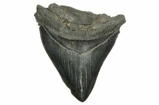 Bargain, Fossil Megalodon Tooth - Serrated Edge #370023