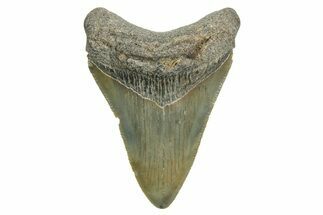 Serrated, Juvenile Megalodon Tooth - South Carolina #370039