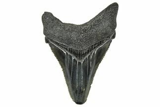 Serrated Angustidens Tooth - Megalodon Ancestor #370204