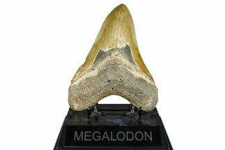 Serrated, Fossil Megalodon Tooth - North Carolina #370211