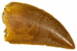 Serrated Raptor Tooth - Real Dinosaur Tooth #370278