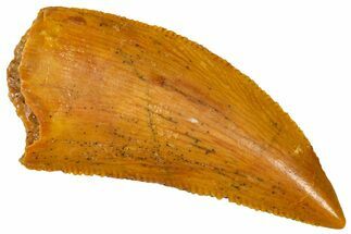 Serrated Raptor Tooth - Real Dinosaur Tooth #370279