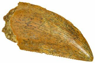 Serrated Raptor Tooth - Real Dinosaur Tooth #370283