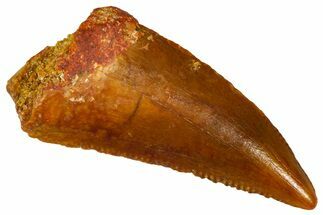 Serrated Raptor Tooth - Real Dinosaur Tooth #370284
