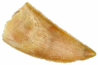 Serrated Raptor Tooth - Real Dinosaur Tooth #370287