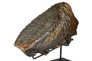 Woolly Mammoth Lower M Molar with Stand - North Sea Deposits #370336
