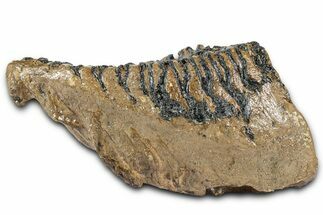 Fossil Woolly Mammoth Lower M Molar - Poland #370358