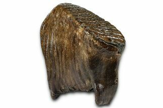 Fossil Woolly Mammoth Upper M Molar - Poland #370361