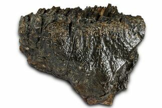 Partial Fossil Woolly Mammoth M Molar - Siberia #370378
