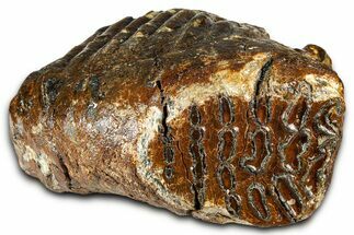 Woolly Mammoth Upper M Molar - North Sea Deposits #370382