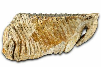 Fossil Woolly Mammoth Lower M Molar - North Sea Deposits #370389