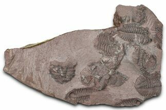 Ordovician Trilobite Mortality Plate - Tafraoute, Morocco #370535