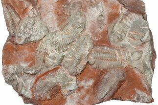 Ordovician Trilobite Mortality Plate - Tafraoute, Morocco #370555