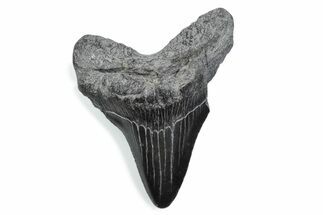 Bargain, Fossil Megalodon Tooth - South Carolina #370461