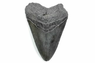Fossil Megalodon Tooth - South Carolina #370462