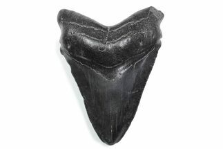 Serrated, Fossil Megalodon Tooth - South Carolina #370465