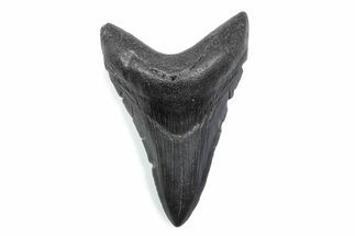Serrated, Fossil Megalodon Tooth - South Carolina #370472