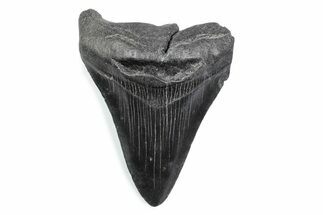 Fossil Megalodon Tooth - South Carolina #370475