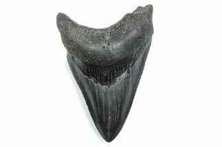 Serrated, Fossil Megalodon Tooth - South Carolina #370481