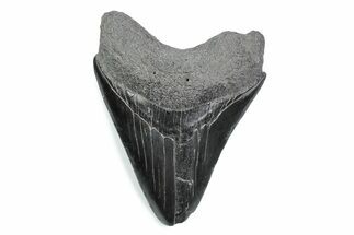 Serrated, Fossil Megalodon Tooth - South Carolina #370482