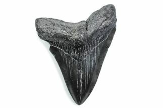 Fossil Megalodon Tooth - South Carolina #370485