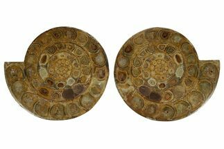 Cut & Polished Jurassic Ammonite (Perisphinctes) Fossil #369789