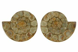 Cut & Polished Jurassic Ammonite (Perisphinctes) Fossil #369791