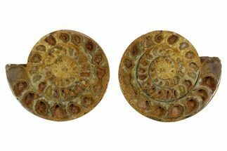 Cut & Polished Jurassic Ammonite (Perisphinctes) Fossil #369797