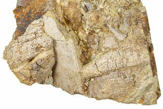 Fossil Hadrosaur Tooth & Bone Sections in Sandstone - Wyoming #370613