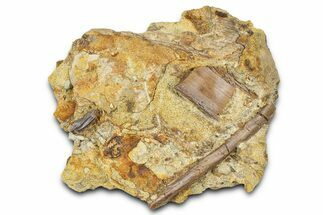 Sandstone with Hadrosaur Tooth, Tendon & Bones - Wyoming #370619
