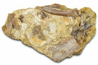 Dinosaur Tendons, Tooth, and Bones in Sandstone - Wyoming #370637