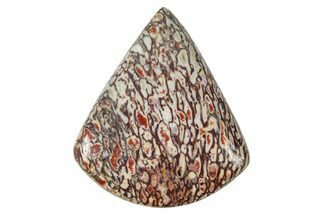 Polished Dinosaur Bone (Gembone) Cabochon - Colorado #370717