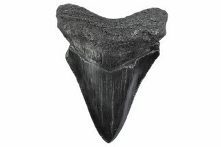 Serrated, Juvenile Megalodon Tooth - South Carolina #370297