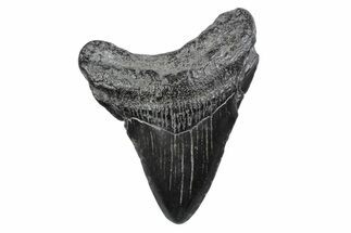 Juvenile Megalodon Tooth - South Carolina #370435