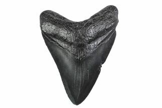 Fossil Megalodon Tooth - South Carolina #370452