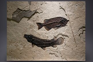 Green River Fossil Fish Mural with Rare Ultrashort-Nose Gar Fish #370577