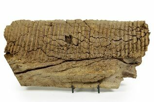Dinosaur Fossils For Sale