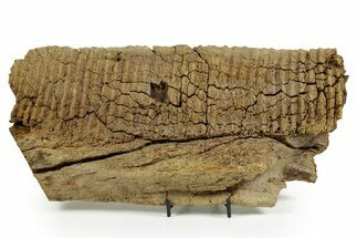 Fossil Hadrosaur (Edmontosarus) Partial Dentary - Wyoming #370692
