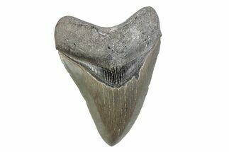 Serrated, Fossil Megalodon Tooth - North Carolina #370218