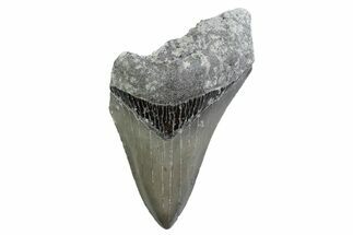 Partial, Fossil Megalodon Tooth - Serrated Blade #370224