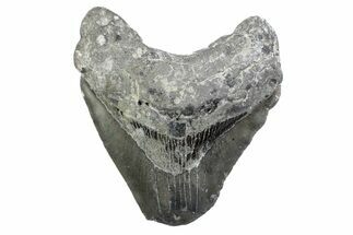 Partial, Fossil Megalodon Tooth - North Carolina #370228