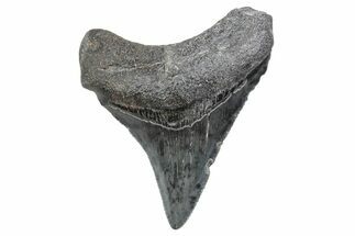Serrated, Juvenile Megalodon Tooth - South Carolina #370176