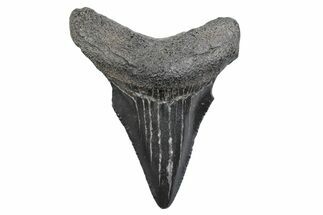 Serrated, Juvenile Megalodon Tooth - South Carolina #370177