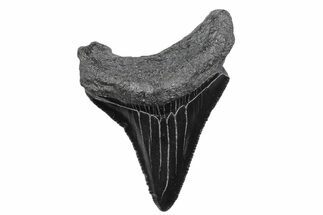 Serrated, Juvenile Megalodon Tooth - South Carolina #370178