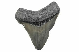 Serrated, Juvenile Megalodon Tooth - South Carolina #370179