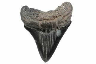 Serrated, Juvenile Megalodon Tooth - South Carolina #370185