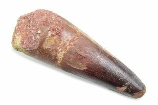 Fossil Spinosaurus Tooth - Feeding Worn Tooth #370504