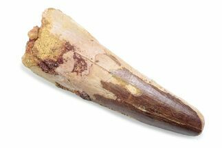 Fossil Spinosaurus Tooth - Feeding Worn Tooth #370507